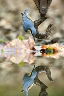 Catch bird
