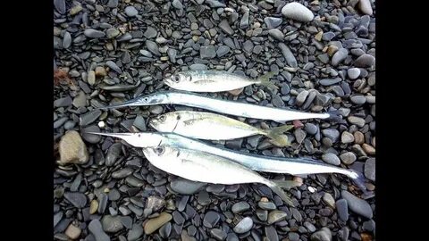 Рыба в черном море абхазии какая водится
