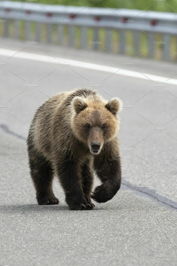 Bears walk