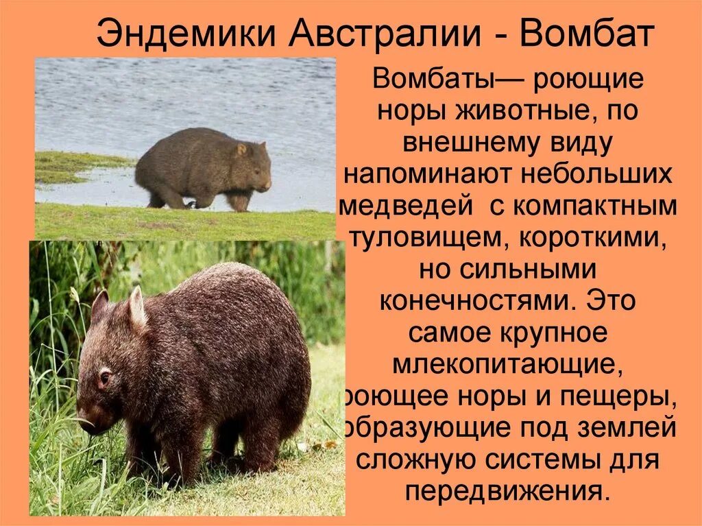 Эндемики Австралии вомбат. Эндемики Австралии животные и растения. Эндемичные виды животных. Реликты и эндемики Австралии.