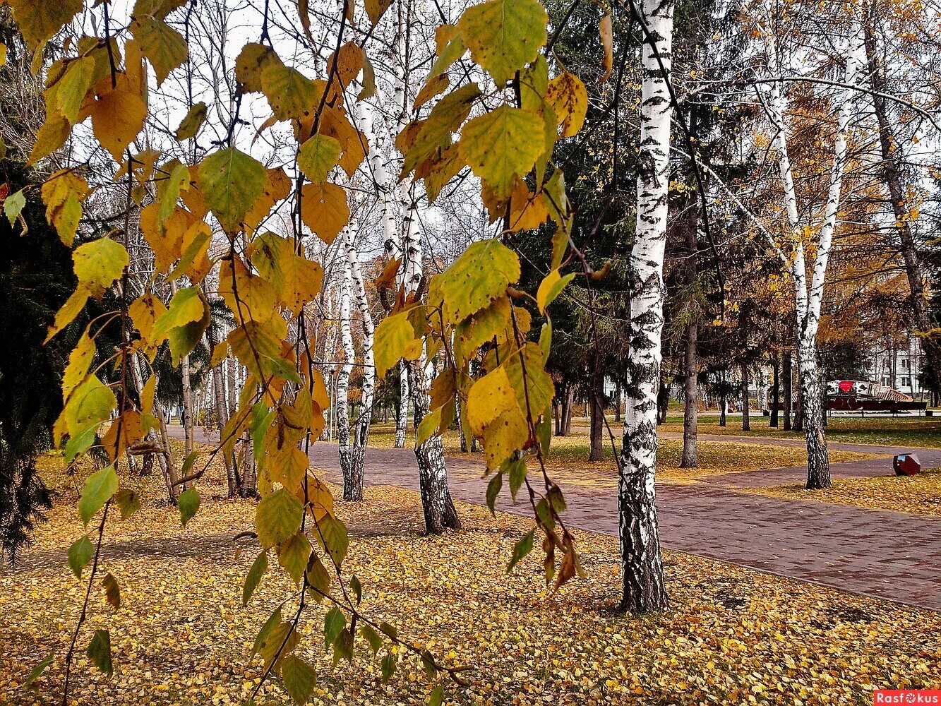 кемерово осень. кемерово осенью. новокузнецк осенью. кемерово осенью.