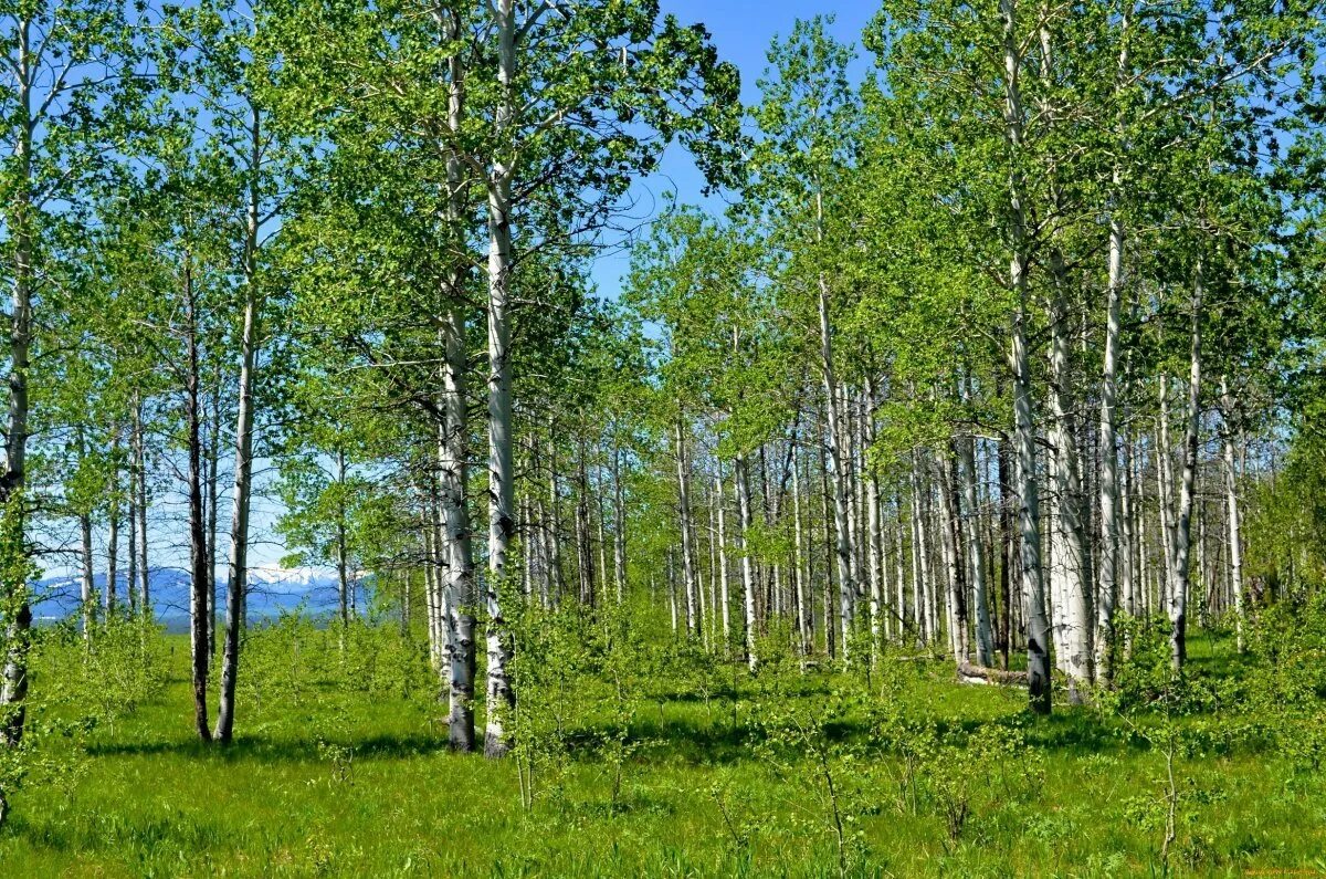 Березовый лес фото. Березовая роща якутии. природа якутии, березовая роща. якутская береза. березовый лес ирк обл.