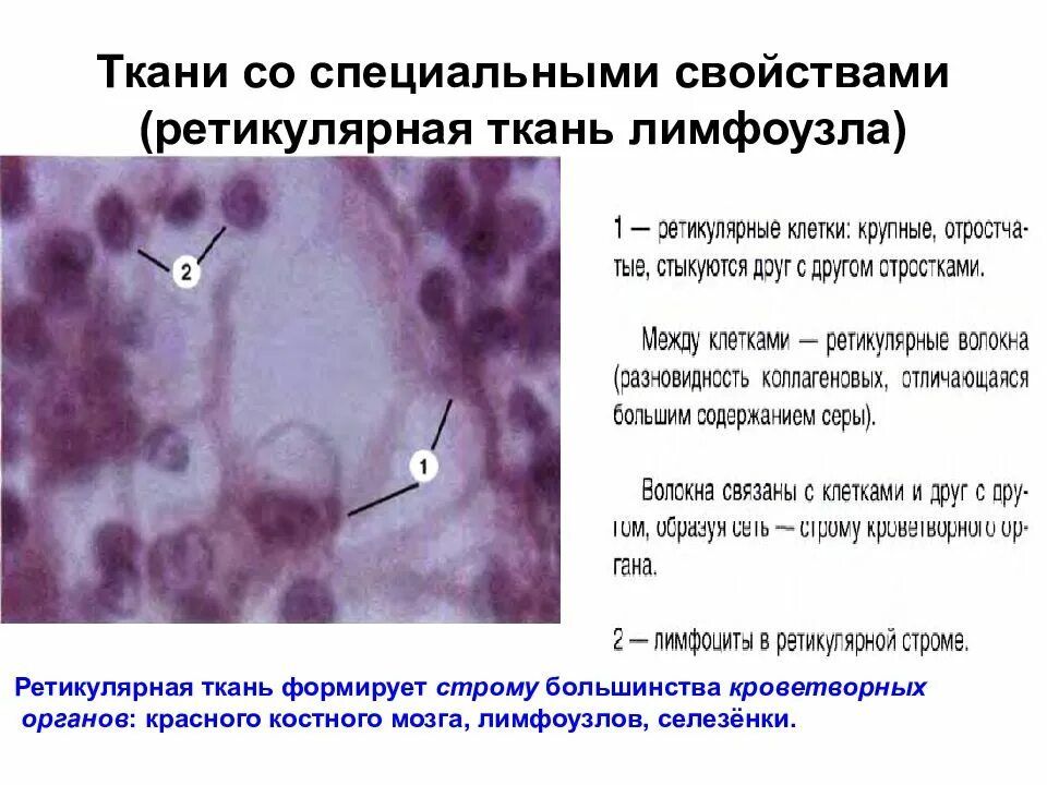 Ретикулярная ткань Строма костного мозга. Ретикулярная ткань гистология. Ретикулярная соединительная ткань характеристика. Ретикулярная соединительная ткань лимфатического узла.