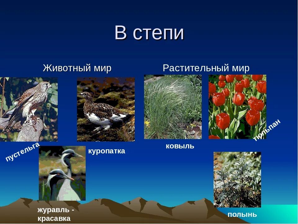 Живые организмы в степи. Растения и животные степи. Растения и животные Степной зоны. Степи растительный мир и животный мир. Обитатели степи растения.