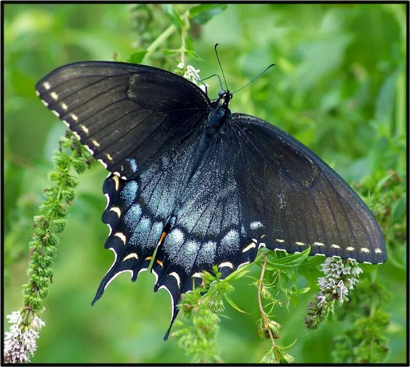 Бабочка черная. Чёрная бабочка насекомое. Чёрные бабочкинасекомые. Фотография черной бабочки крупным планом.