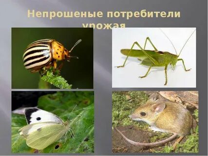 Экосистема луга поля