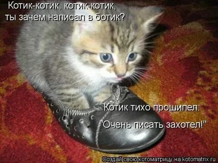 Котик котик киркоров