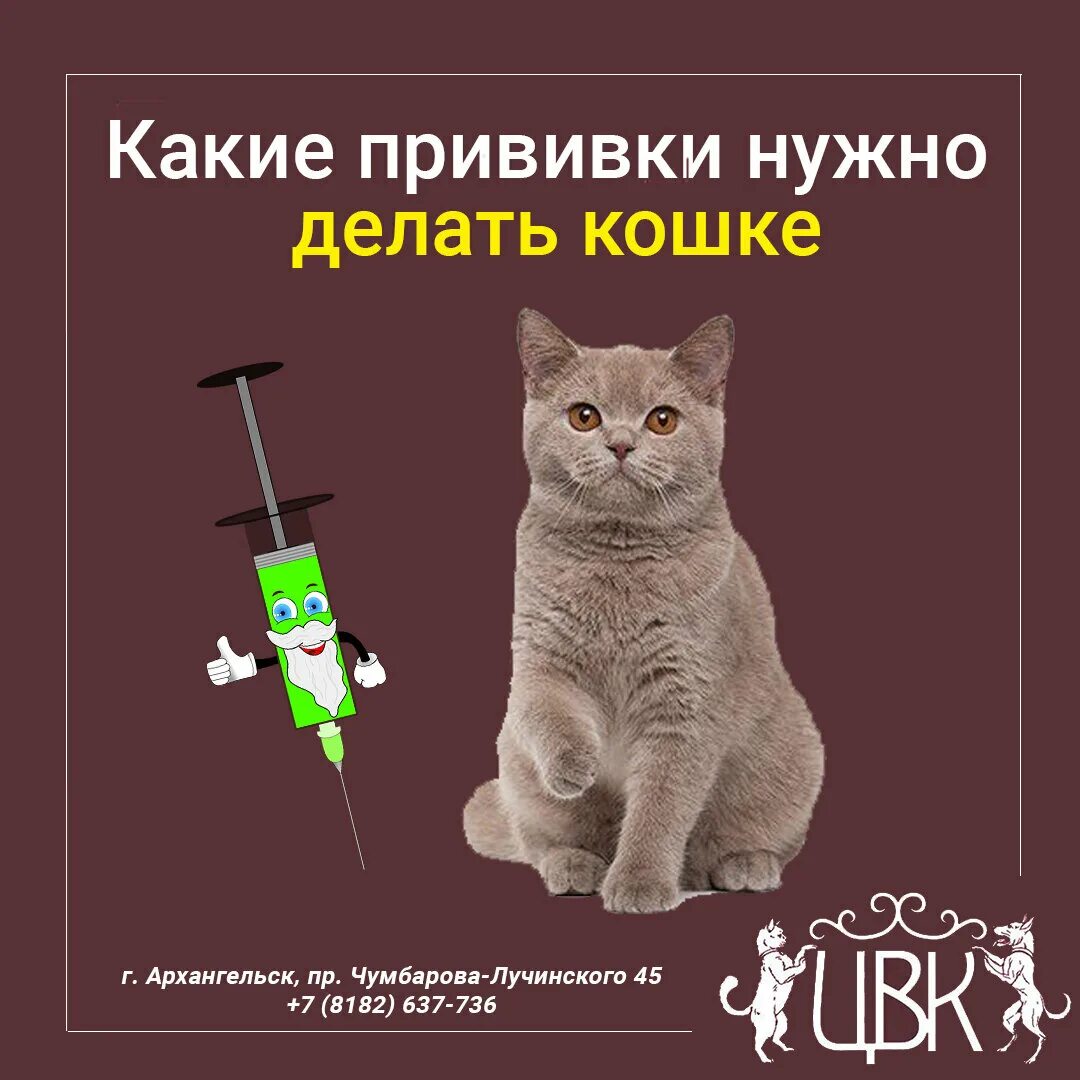 Где сделать бесплатную прививку кошкам. Прививки для кошек. Обязательные прививки для кошек. Какие прививки делать еошее. Какие прививки нужно делать коту.