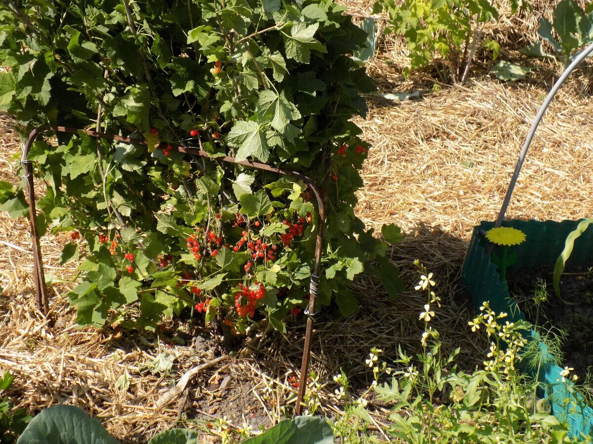 Подвязать кусты крыжовника. Под кустами смородины. Ограждение для смородины. Шпалерная подвязка крыжовника. Смородина куст мульча.