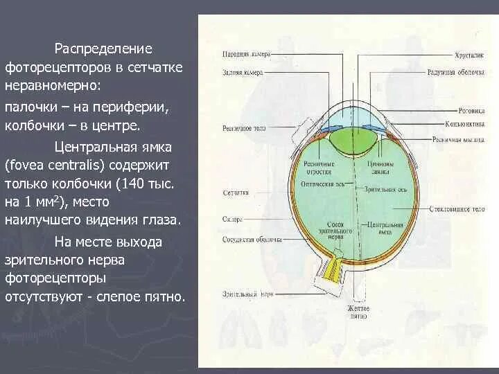 Слепое пятно расположено в месте где. Центральная ямка сетчатки. Строение глаза Центральная ямка. Центральная ямка глаза строение и функции. Центральная ямка сетчатки функция.