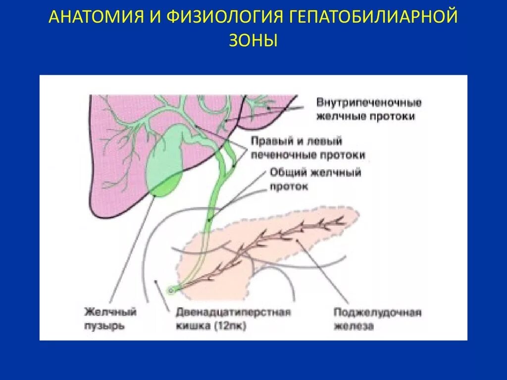 Симптомы забитых желчных протоков. Поражение гепатобилиарной системы. Гепатобилиарный тракт анатомия. Поражении гепатобилиарной зоны. Печень гепатобилиарная система анатомия.