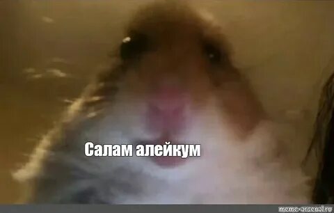 Hamster meme violin