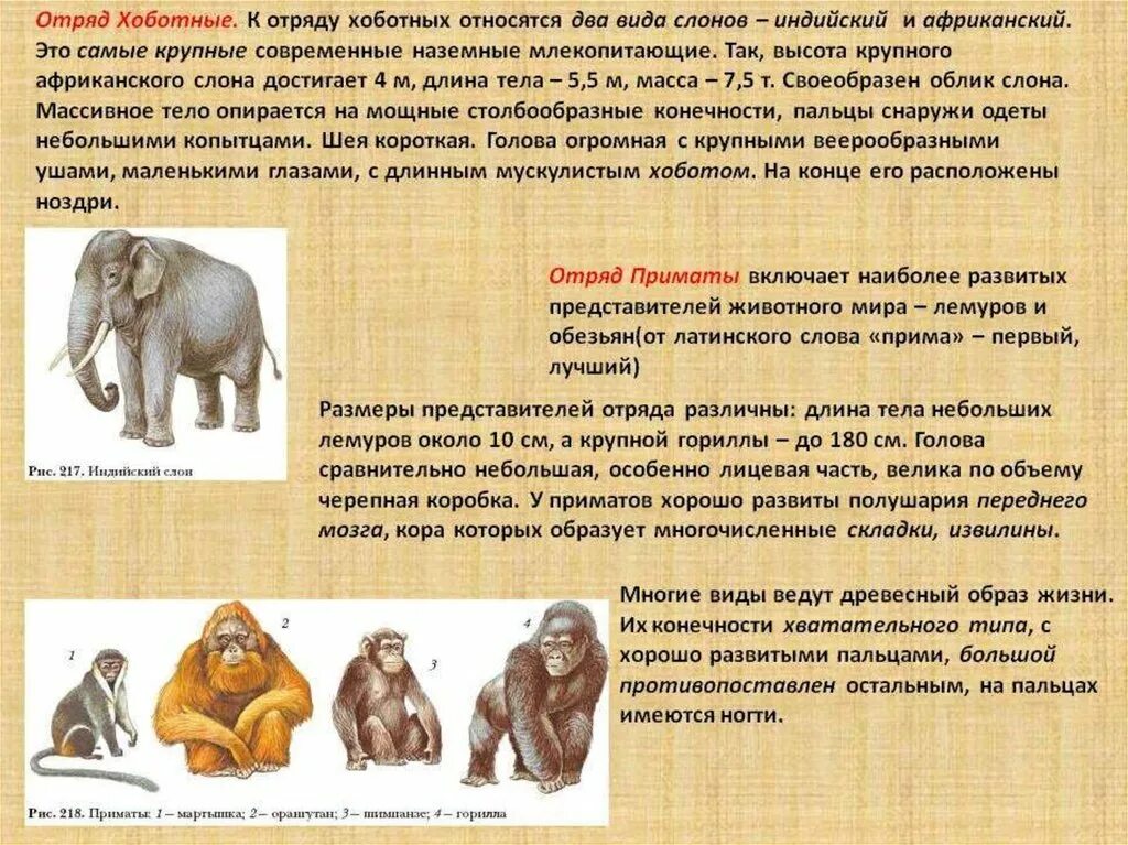 Млекопитающие 8 класс биология кратко. Отряд хоботные биология 7 класс. Отряд приматы характеристика кратко. Отряды млекопитающих хоботные. Краткая характеристика хоботных.