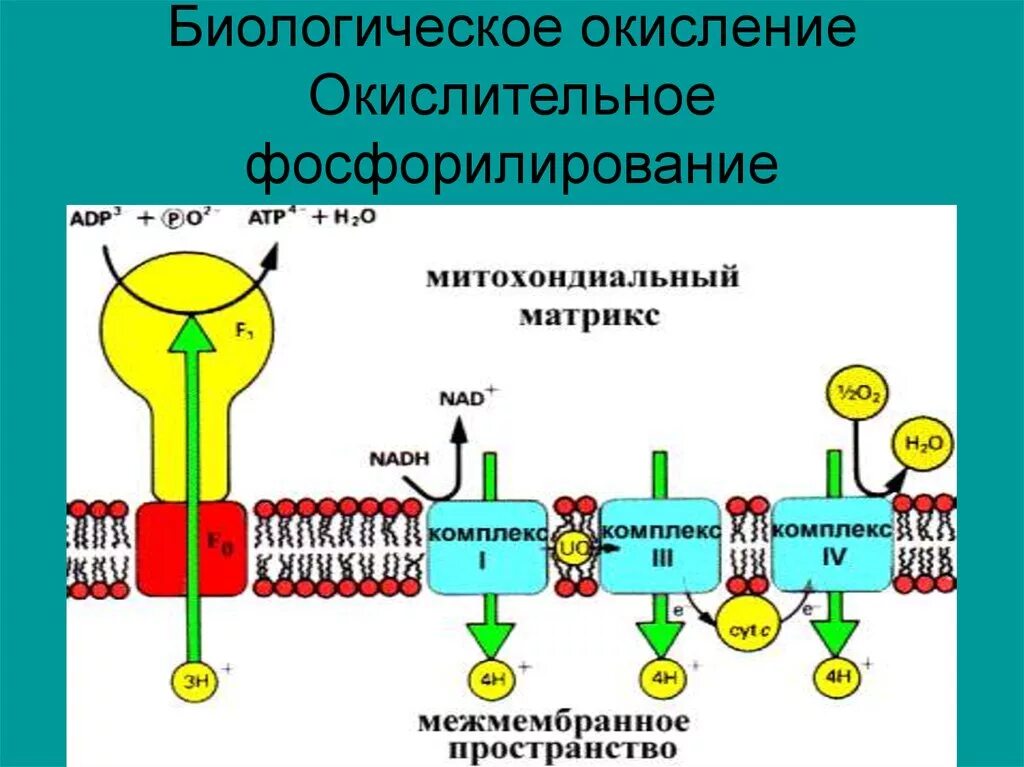В процессе окислительного фосфорилирования происходит синтез. Механизм окислительного фосфорилирования. мембранное фосфорилирование бактерий. механизм окислительного фосфорилирования биохимия. цепь окислительного фосфорилирования биохимия.