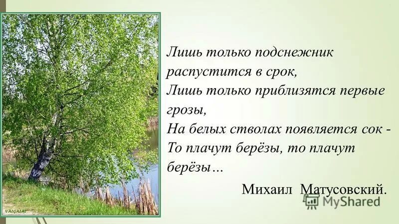 Корни плакала береза текст. Корни плакала береза текст