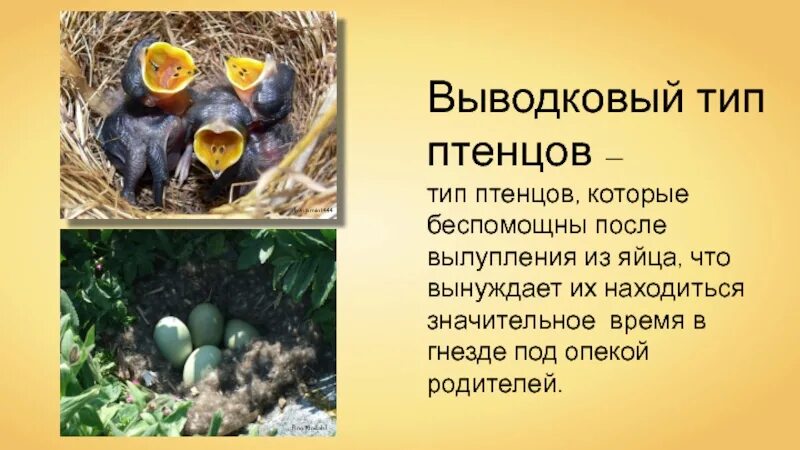Типы птенцов. Выводковые птенцы. типы птенцов выводковые и птенцовые. птенцы птенцового типа. птенцы выводковые и гнездовые.