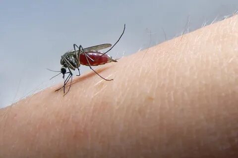 Штаны чтобы не кусали комары