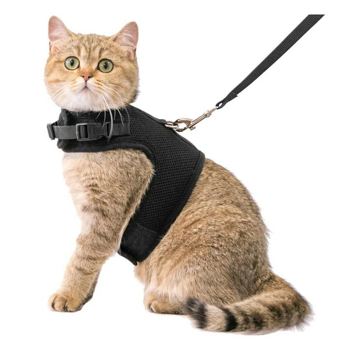 Leash slap
