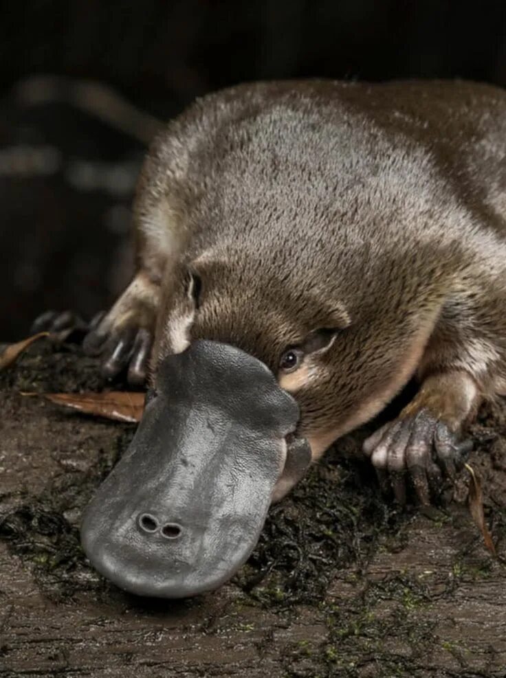 Утканом
