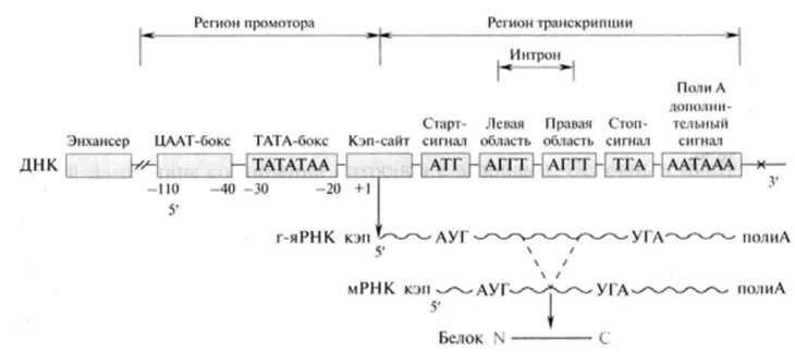 Функционирование транскриптона. Транскриптон эукариот. структуру транскрибируемого участка днк эукариот. строение транскриптона биохимия.
