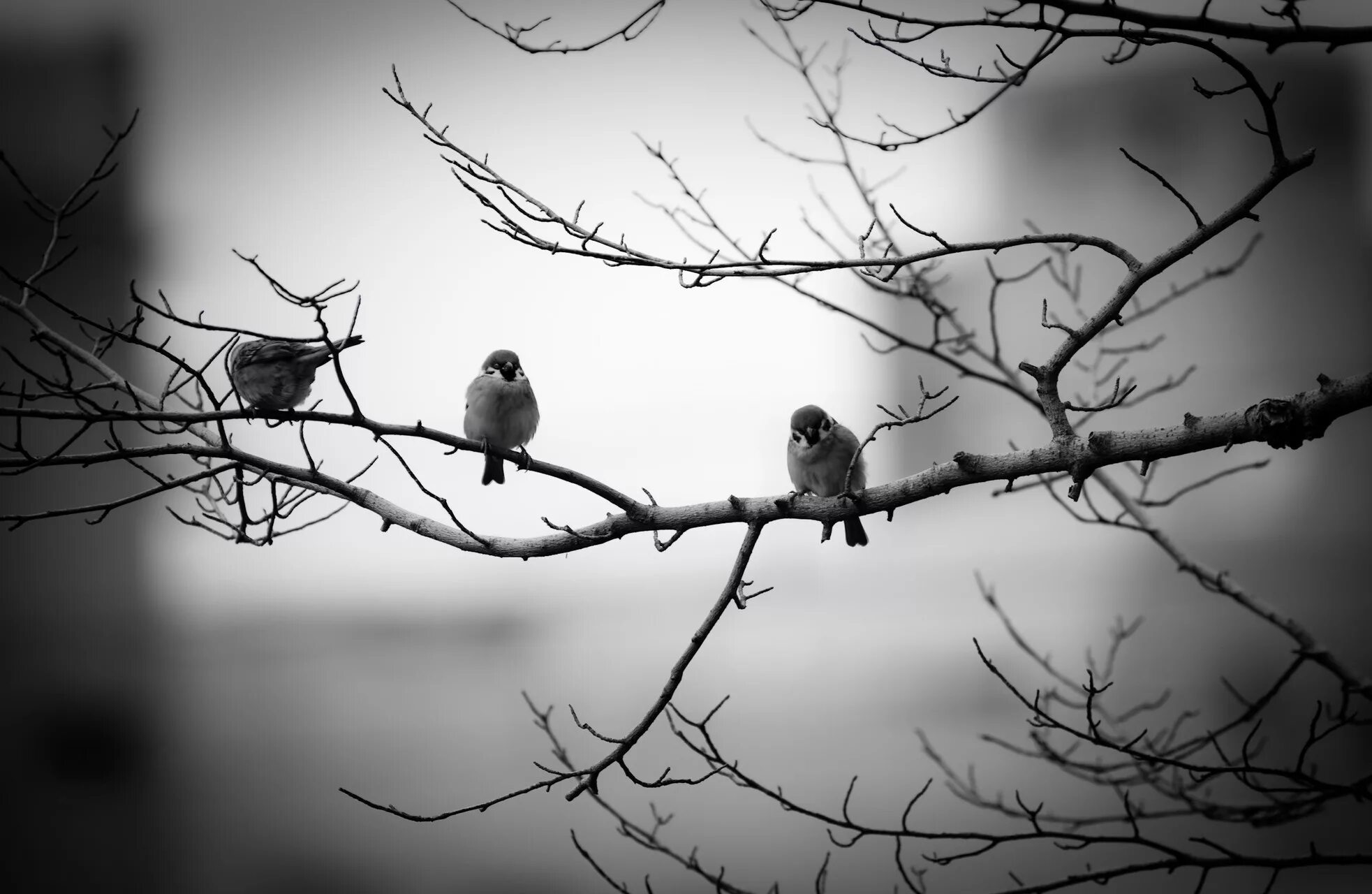 That bird is in the tree. Птицы картинки. birds in the tree. bird black and white. . the cats the birds in the tree..