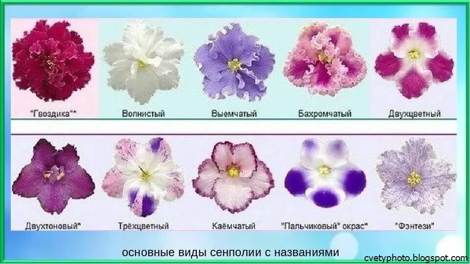 Фиалка Buckeye Seductress, лист - купить в Красноярске. Горшечные растения и ком