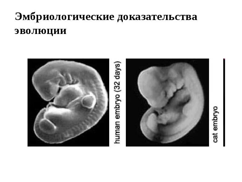 11 класс (базовый уровень)