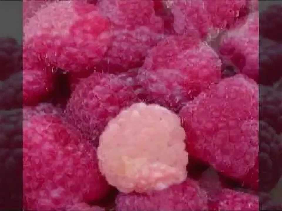 По малинку в сад. Ягода похожая на клубнику и малину. Видео про малинки. Видео про малинки. Ягода малинка на балалайке.