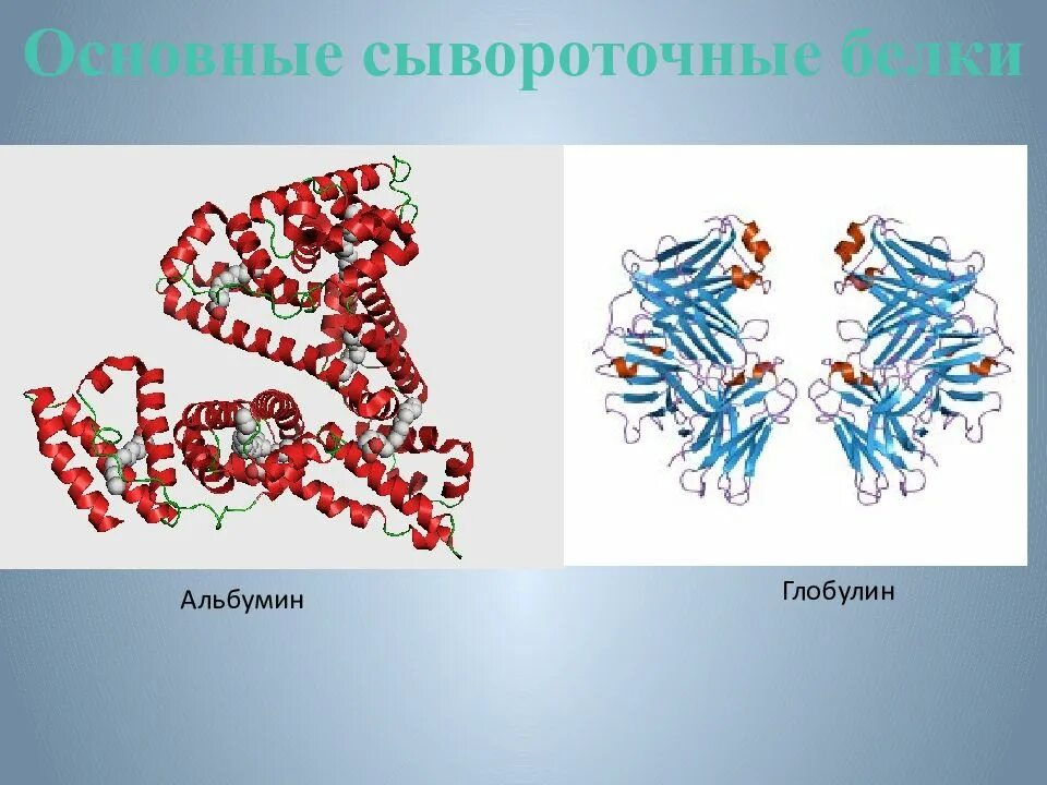 Альбумины и глобулины крови. Структура белка альбумин глобулин. Альбумин строение белка. Альбумины и глобулины строение. Строение альбуминов и глобулинов.