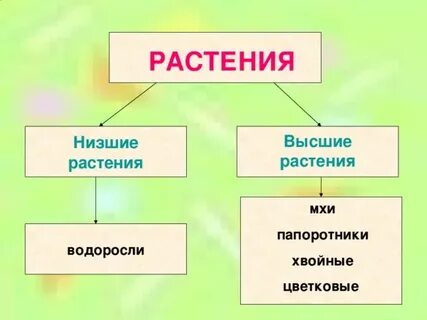 Растения 4 класс естествознание