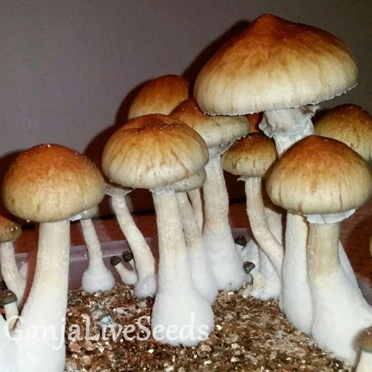 Споры грибов семена. Псилоцибе кубенсис. Red boy Psilocybe Cubensis. Cubensis MCKENNAII. Psilocybe semilanceata мицелий.