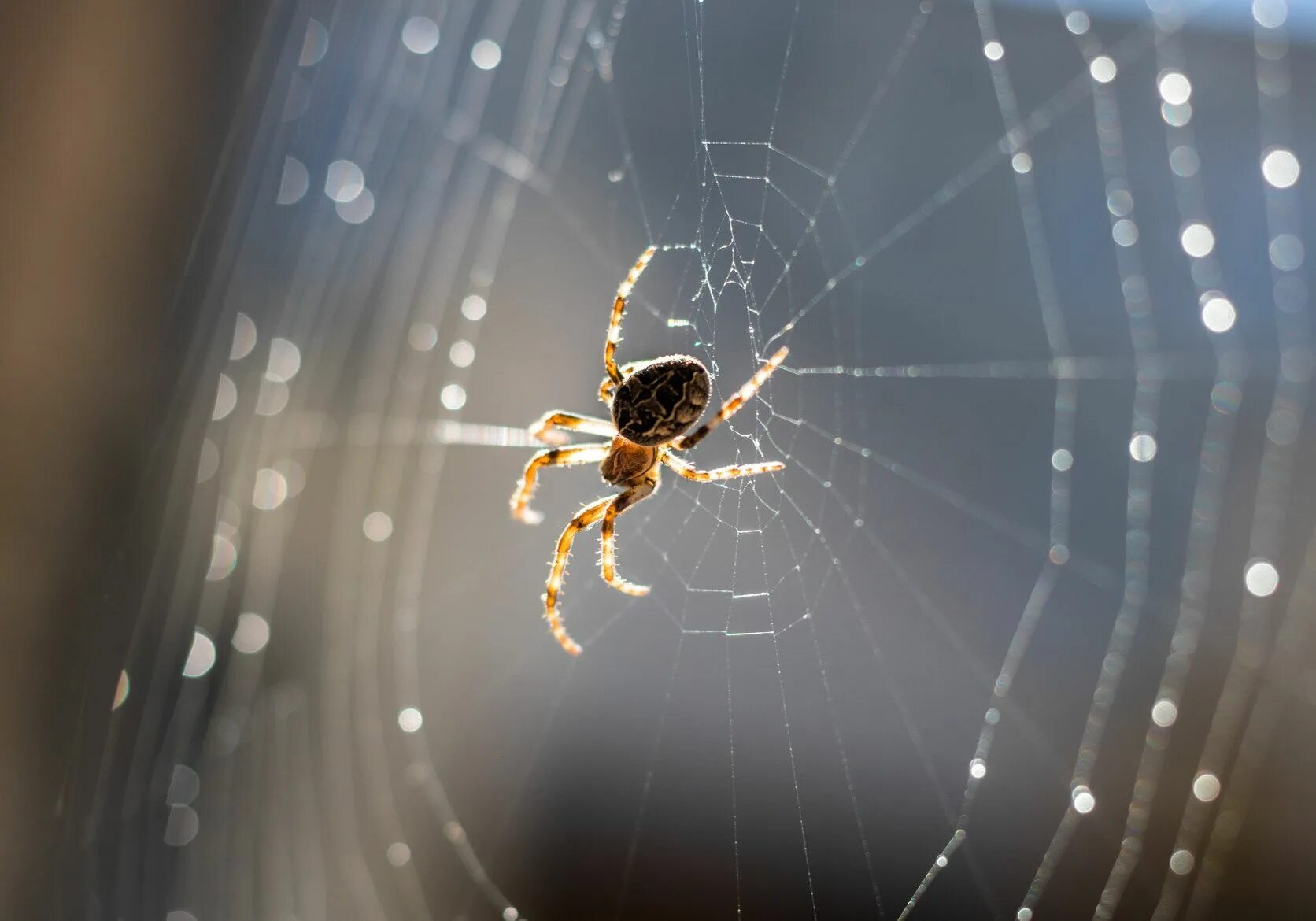 Down spiders. Паук скакунчик. Человек паук.