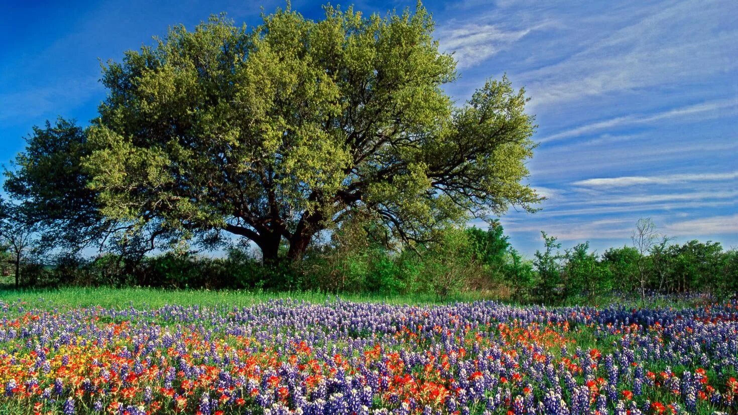 Природа растения картинки. Цветущее поле. Летний пейзаж. Деревья и цветы.