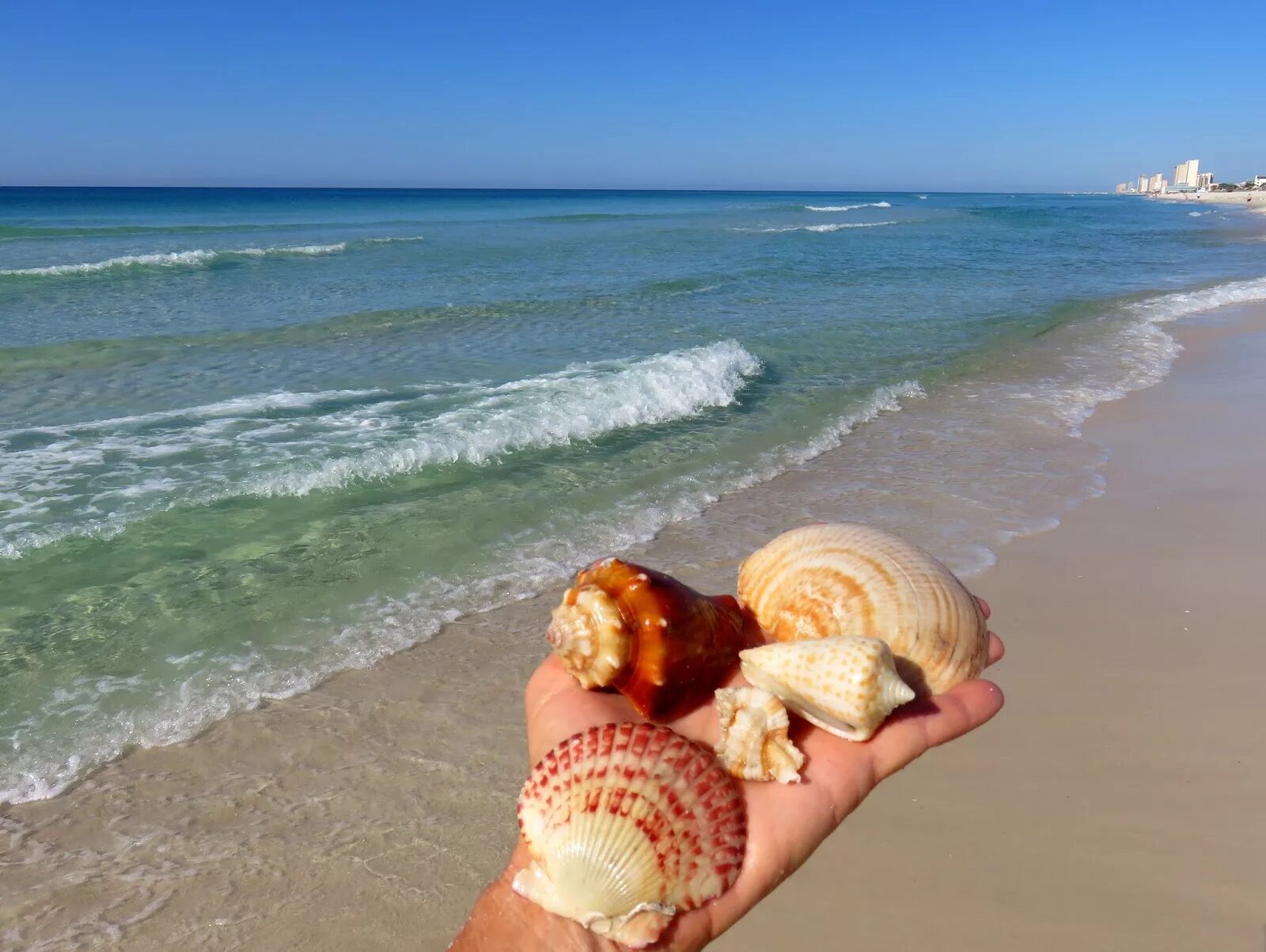 Шелл Бич Австралия. Шелл Бич Австралия фото. Бабл Бич Ланка. Shell Beach movie 13. Shell island