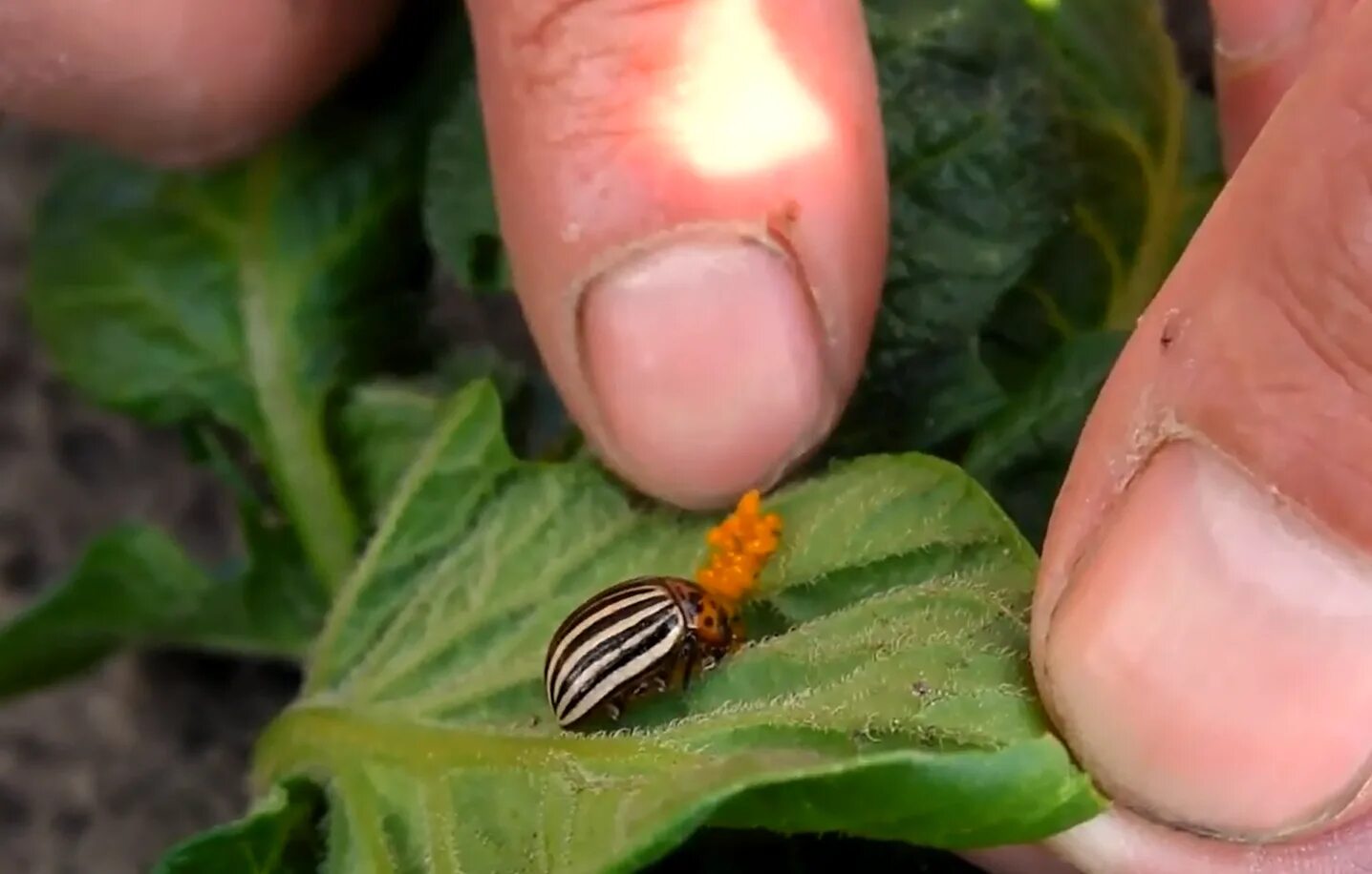 Colorado Potato Beetle - Identification, Life Cycle, Facts & Pictures