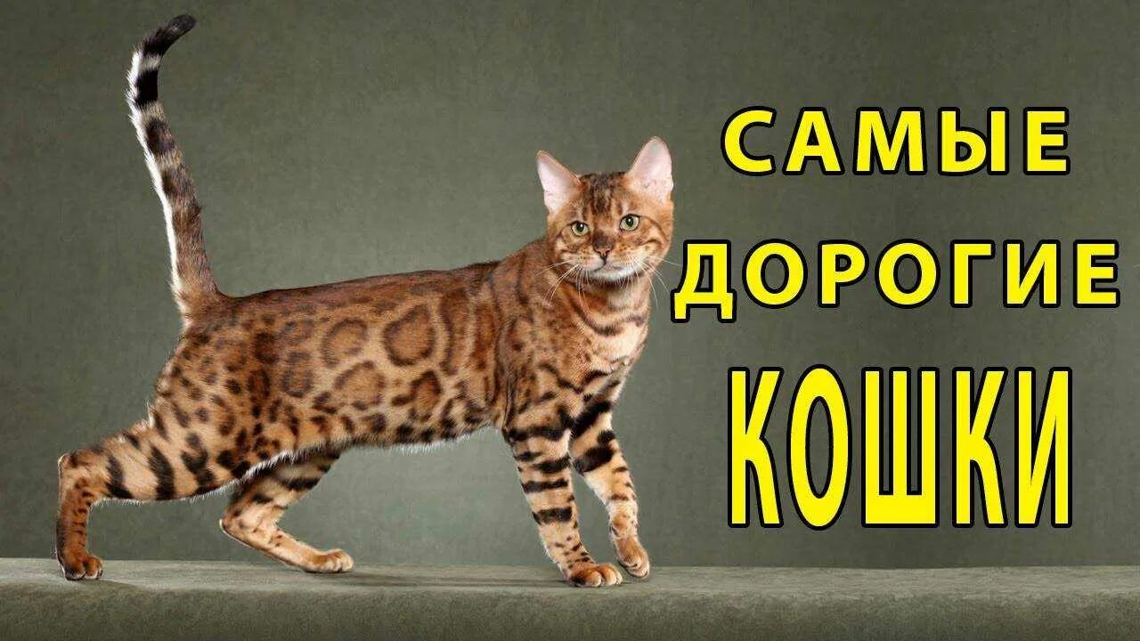 Коты дорогие. Дорогие коты породы. Топ 10 самых дорогих пород кошек. Дорогой кот.