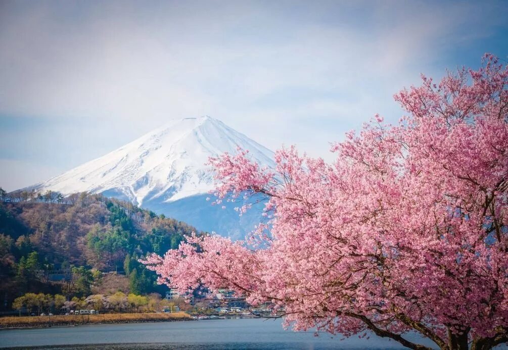 Что такое сакура дерево. Япония гора Фудзияма и Сакура. Токио Сакура Фудзияма. Гора Фудзи в Японии и Сакура. Япония цветение Фудзи.