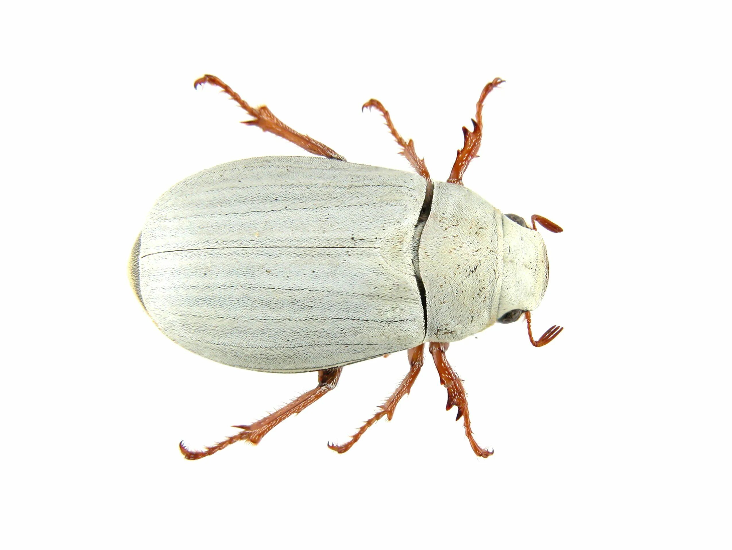Белый жук. Cyphochilus жук. белый хрущ жук. майский жук белый. жук (лат. cyphochilus).