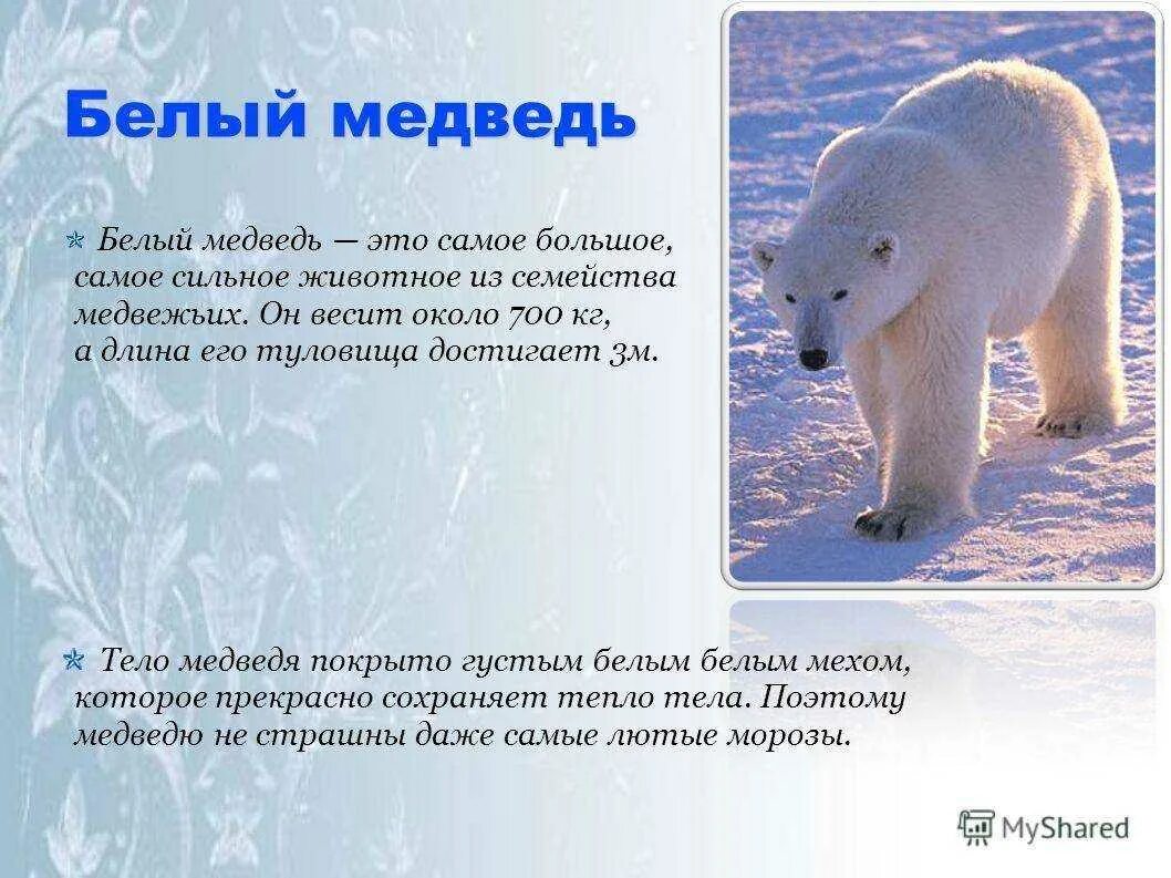 Почему уменьшается числительность белых медведей