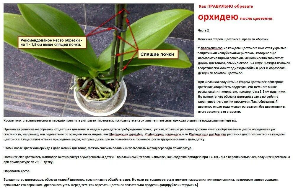 Как правильно цветет