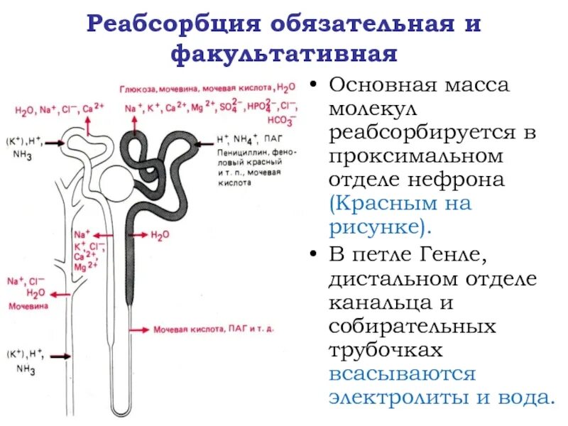 Синтез мочи. Реабсорбция в проксимальном отделе нефрона петля Генле. Проксимальный отдел петли Генле. Реабсорбция в петле нефрона. Реабсорбция и секреция в нефроне.