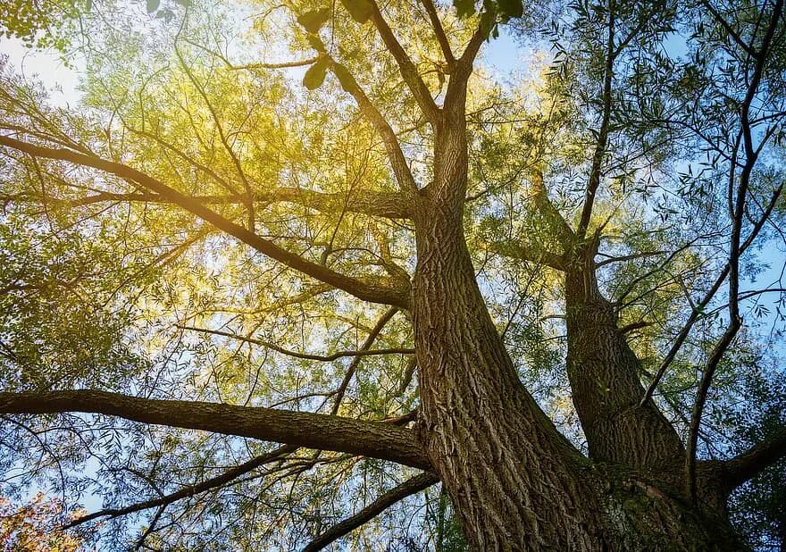 Клен 3д модель. Vray деревья. Деревья corona. Evermotion-archmodels vol 176. Деревья 30 м.