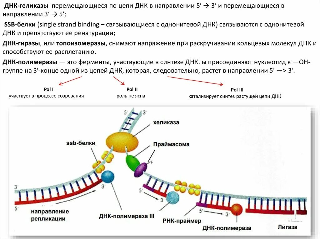 Днк полимераза структура. Днк полимеразы при репликации. Фрагменты оказаки в репликации. Синтез днк полимеразы. Хеликаза в репликации.