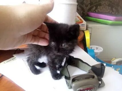 Подобрали котенка с улицы первые