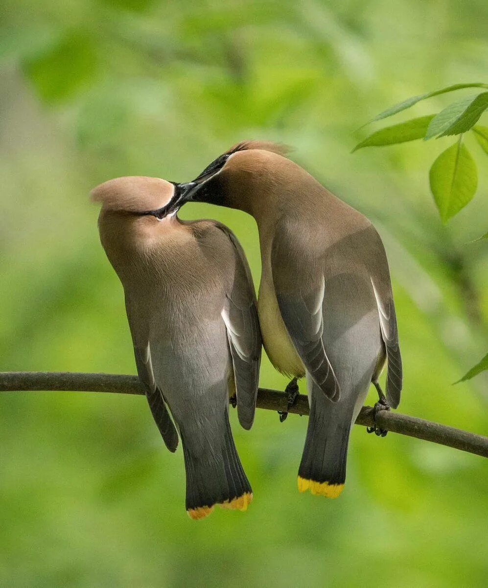 Pair of Parrotlets