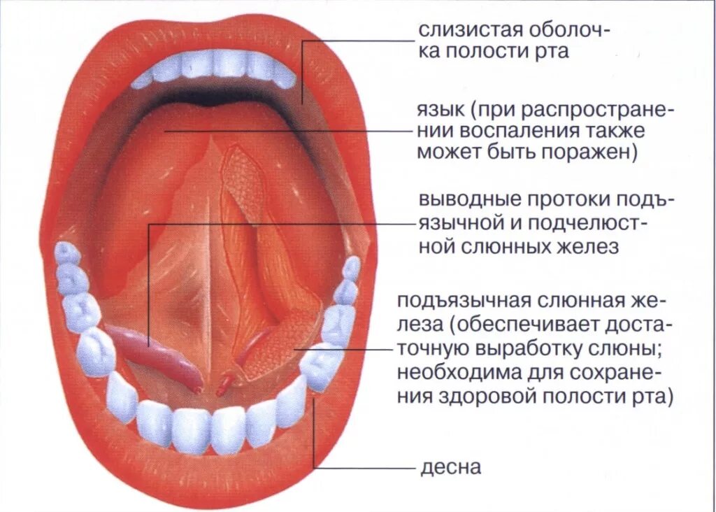 Также на внутренней части. Слизистая оболочка дна полости рта. Слизистая ротовой полости строение. Воспаление во рту под языком.