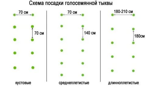 На сколько друг от друга сажать огурцы