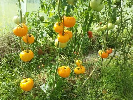 Оранжевая немецкая клубника сорта томатов
