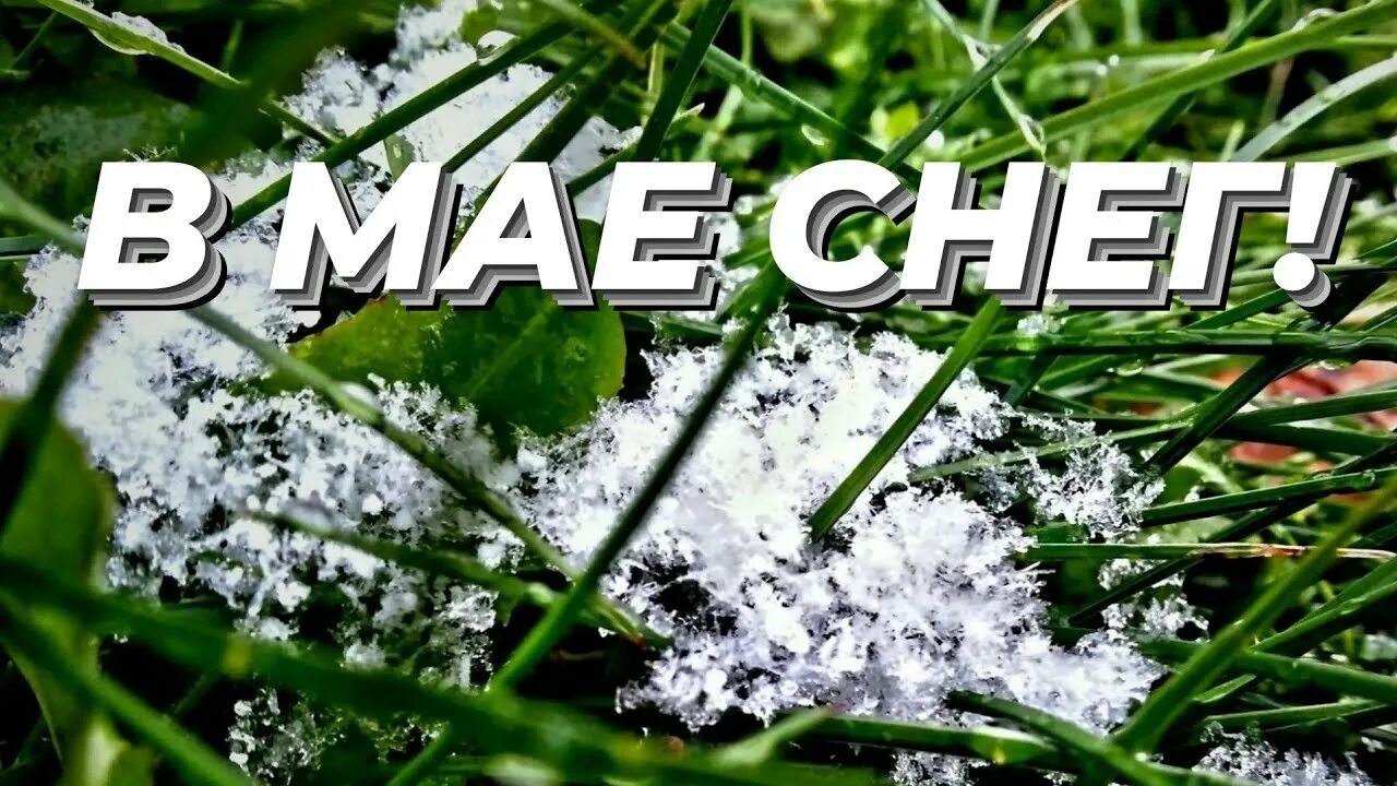 Снег 2 мая. Снег 2 мая