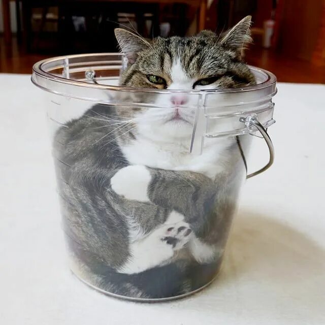 Can too cat. Can too cat